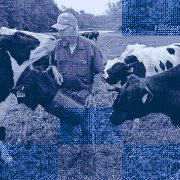 A dairy farmer shares a moment with a pregnant cow. | Modifications to photograph by Suzanne Kreiter/The Boston Globe via Getty Images